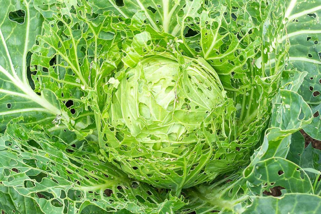 How to Prevent Cabbage Whitefly Damage to Your Crops Cabbage Whitefly Damage