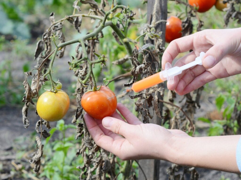 Verticillium Wilt Tomato: Effective Organic Treatment and Control