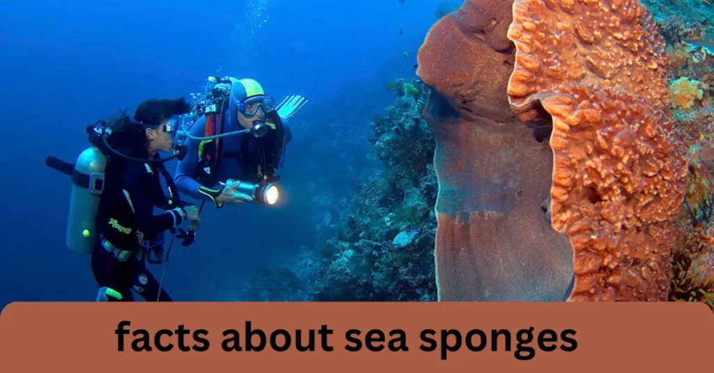 Facts About Sea Sponges facts about sea sponges