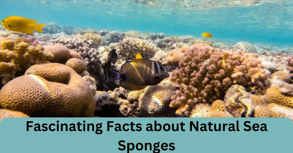 Fascinating Facts about Natural Sea Sponges fascinating facts about natural sea sponges